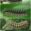 melit phoebe larva3 volg